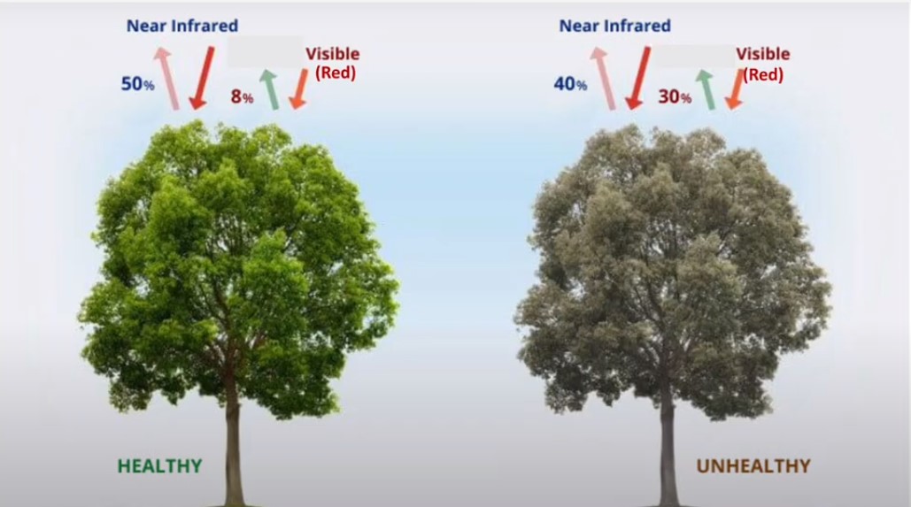 NDVi-plant-illustration-comparison.jpg