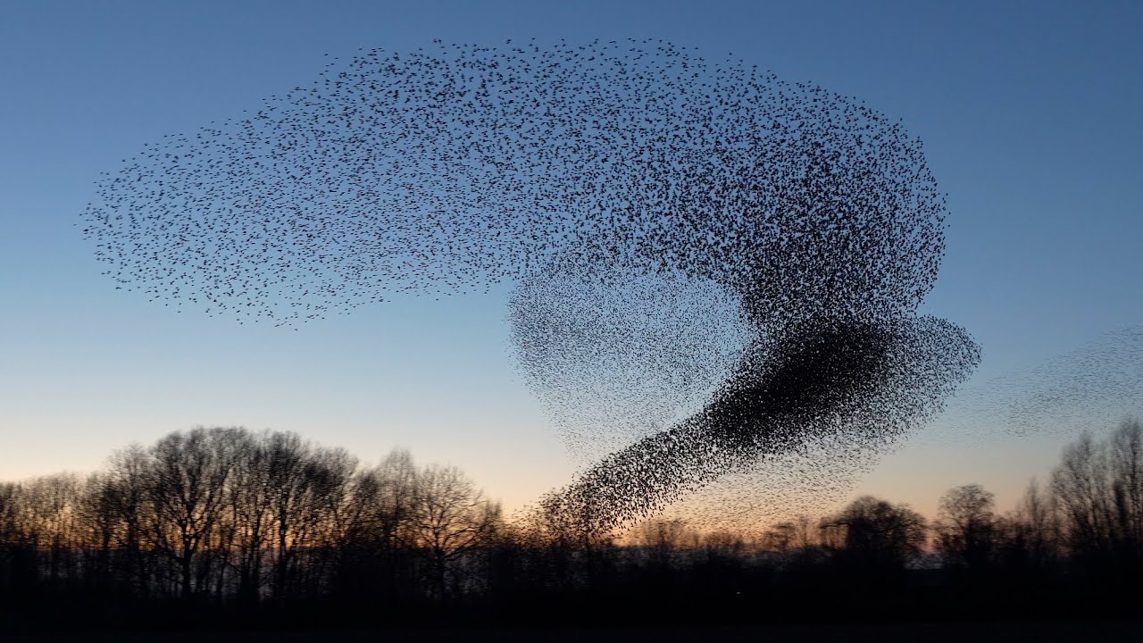 starlings.jpg