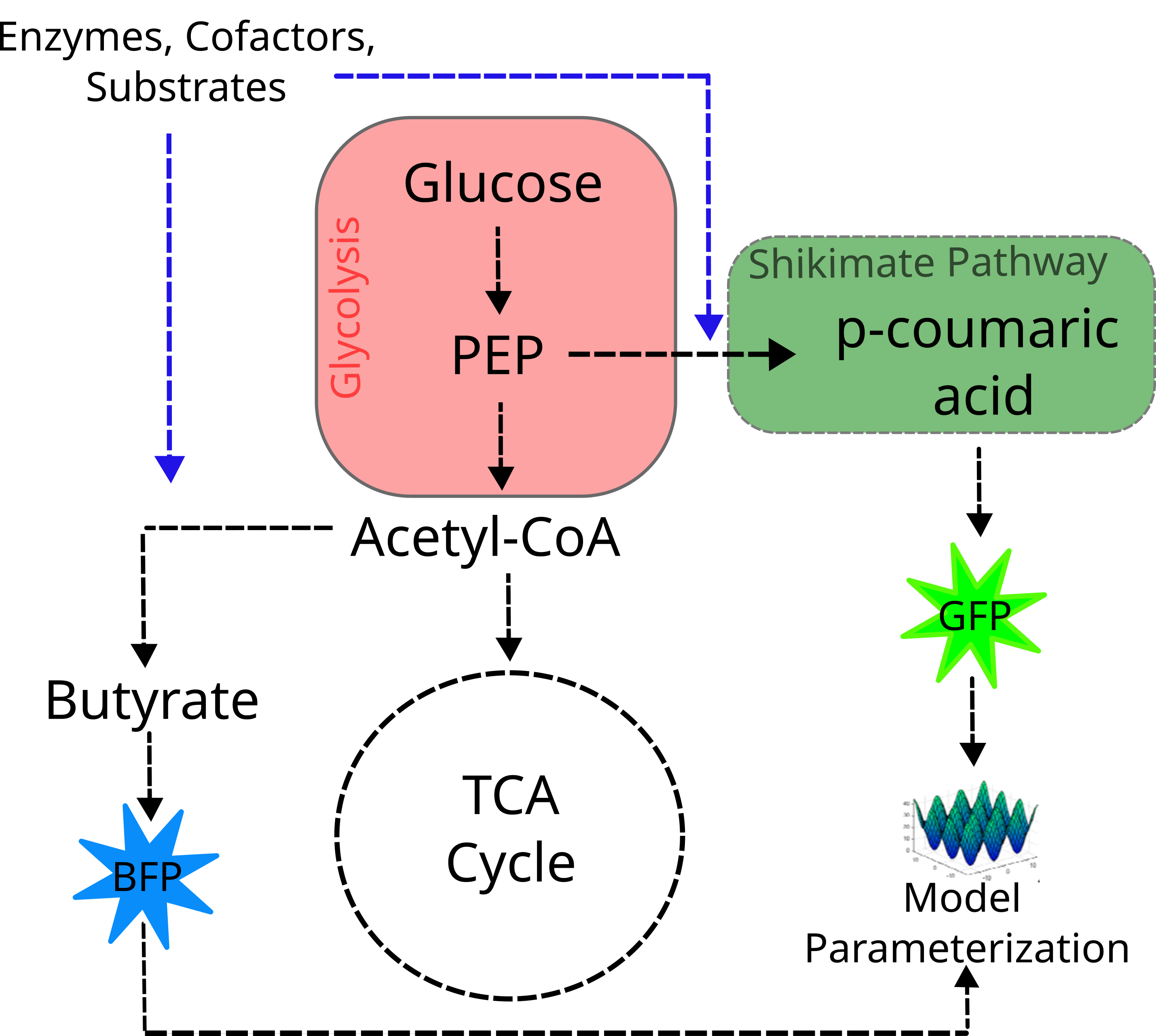 metabolism_graphic.png