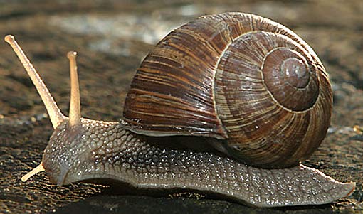 snail.jpg