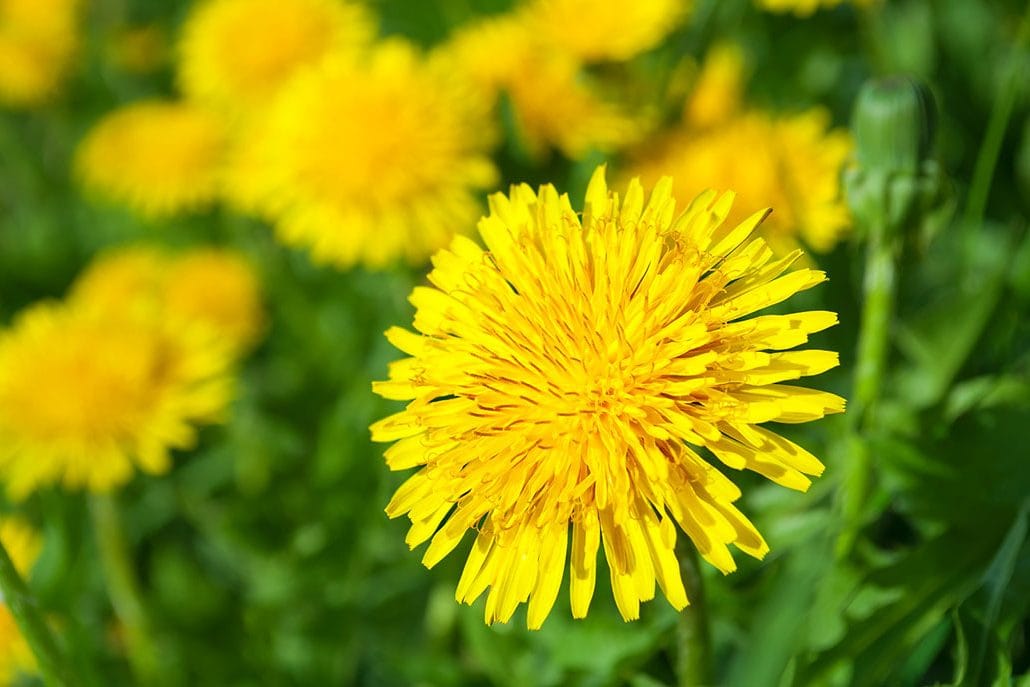 dandelion1.jpg