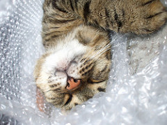 bubblewrap.jpg