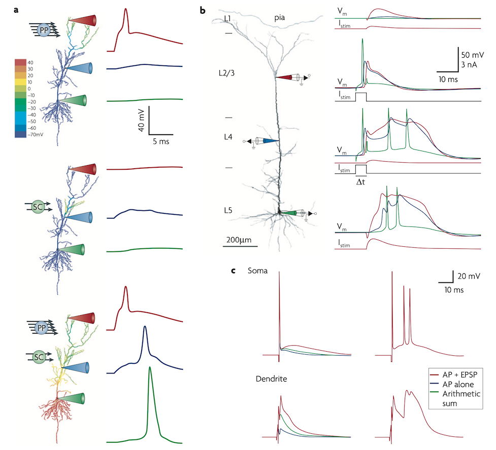 fig_dendrite_coinc_spruston08_fig5.png