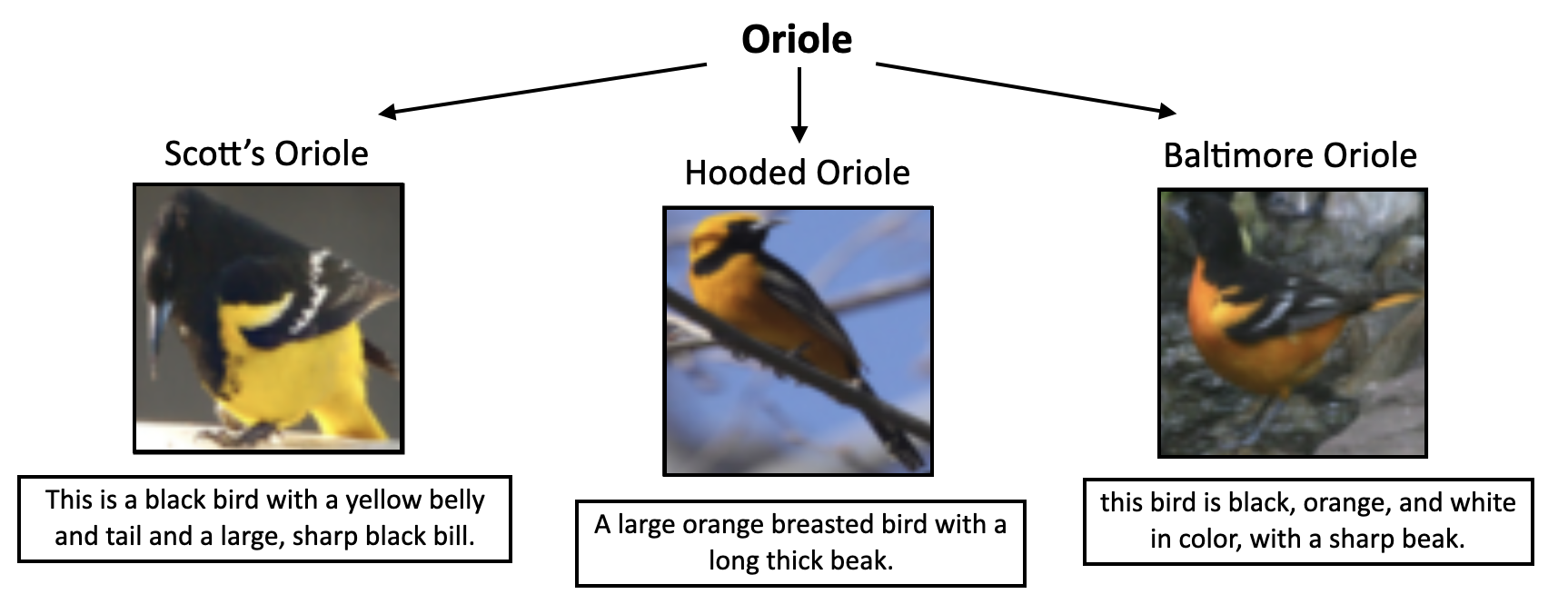 CUBICC_Oriole.png