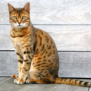 cats-that-look-like-tigers-bengal-1562690663 Small.jpeg