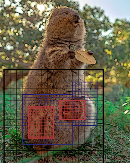 quokka2.png