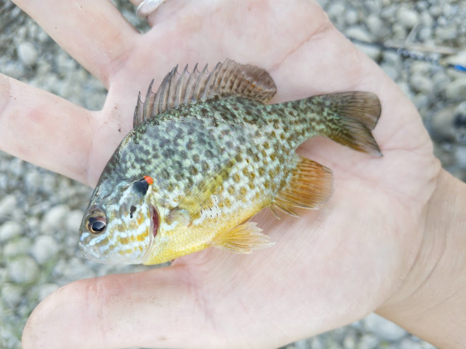 2020-09-10_redear_sunfish.jpg