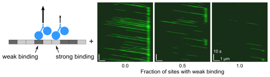 demo_tubulin.png