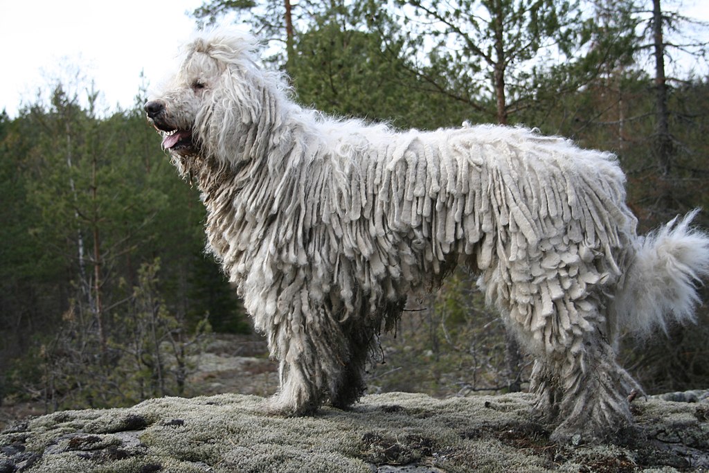 komondor.jpg