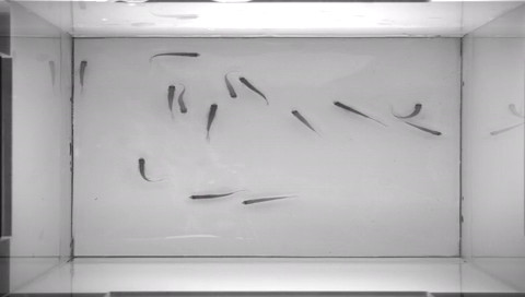 screenshot_zebrafish_s1.jpg