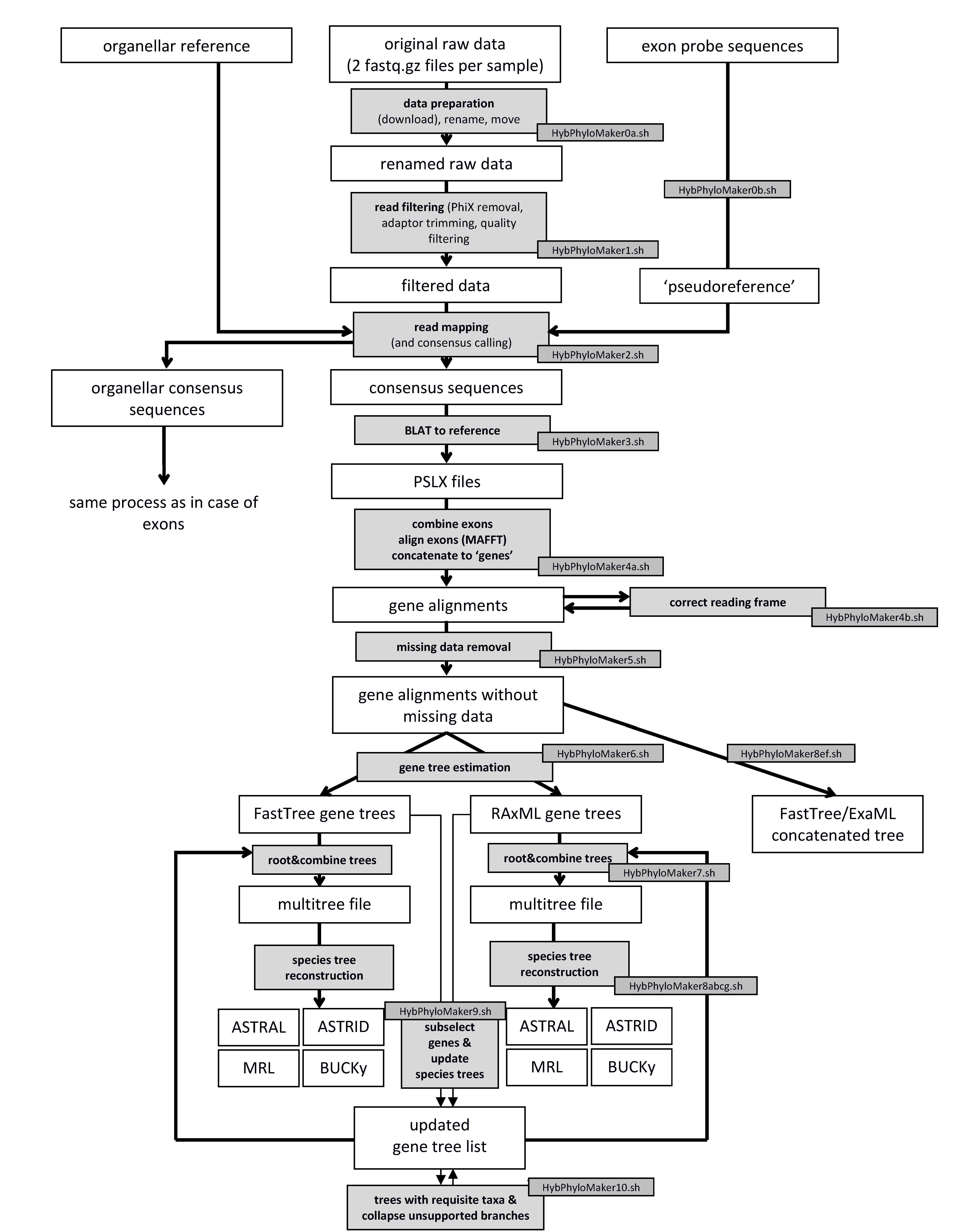 HybPhyloMaker_workflow.png