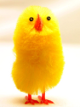 chick.png