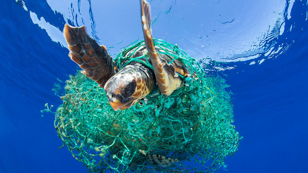 impacts-of-plastic-in-the-ocean-on-sealife-Entangled_Turtle.jpg