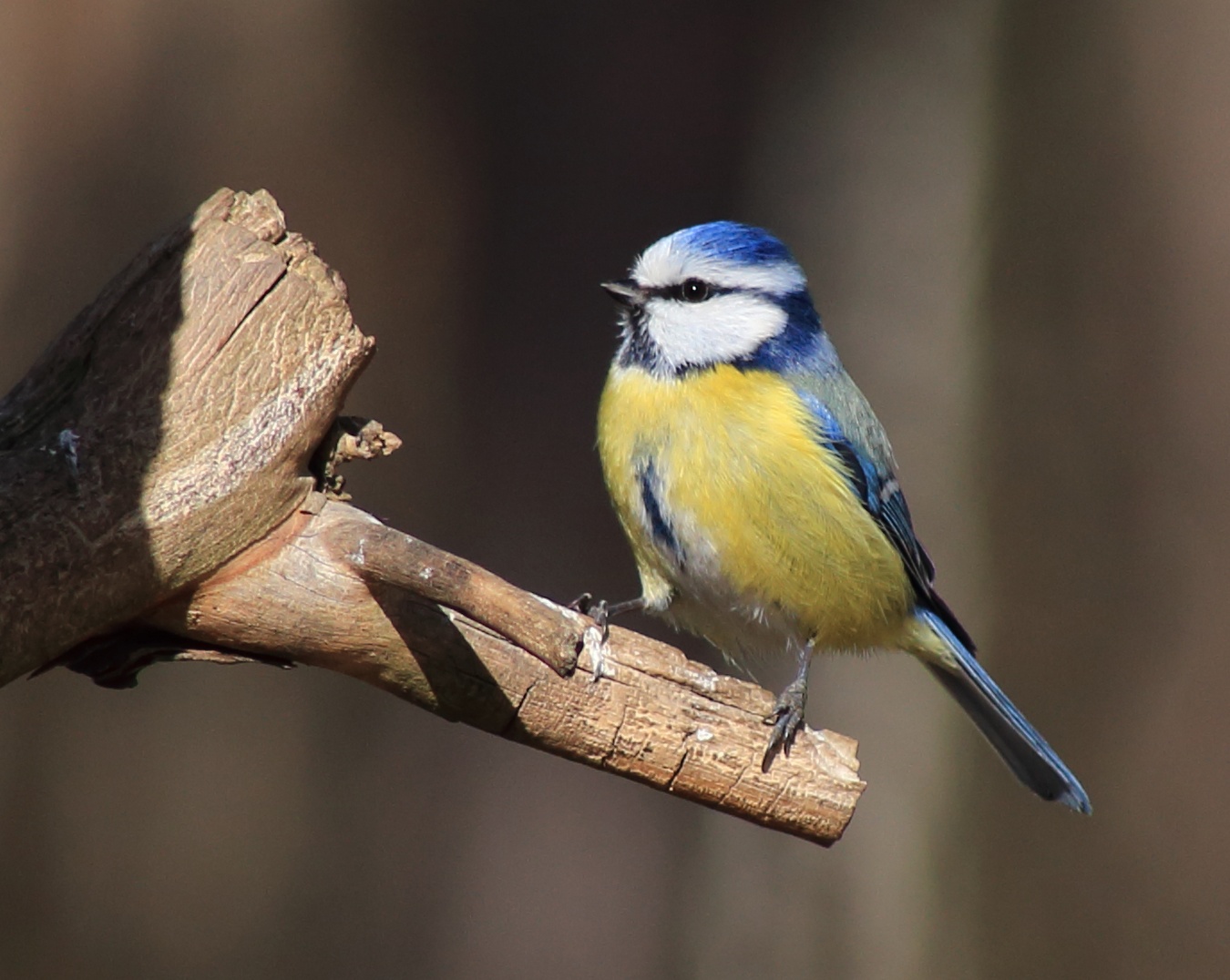 blue-tit.jpg